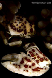 Porcelan crab taken in Anilao with Canon 400D+100mm by Patrick Neumann 